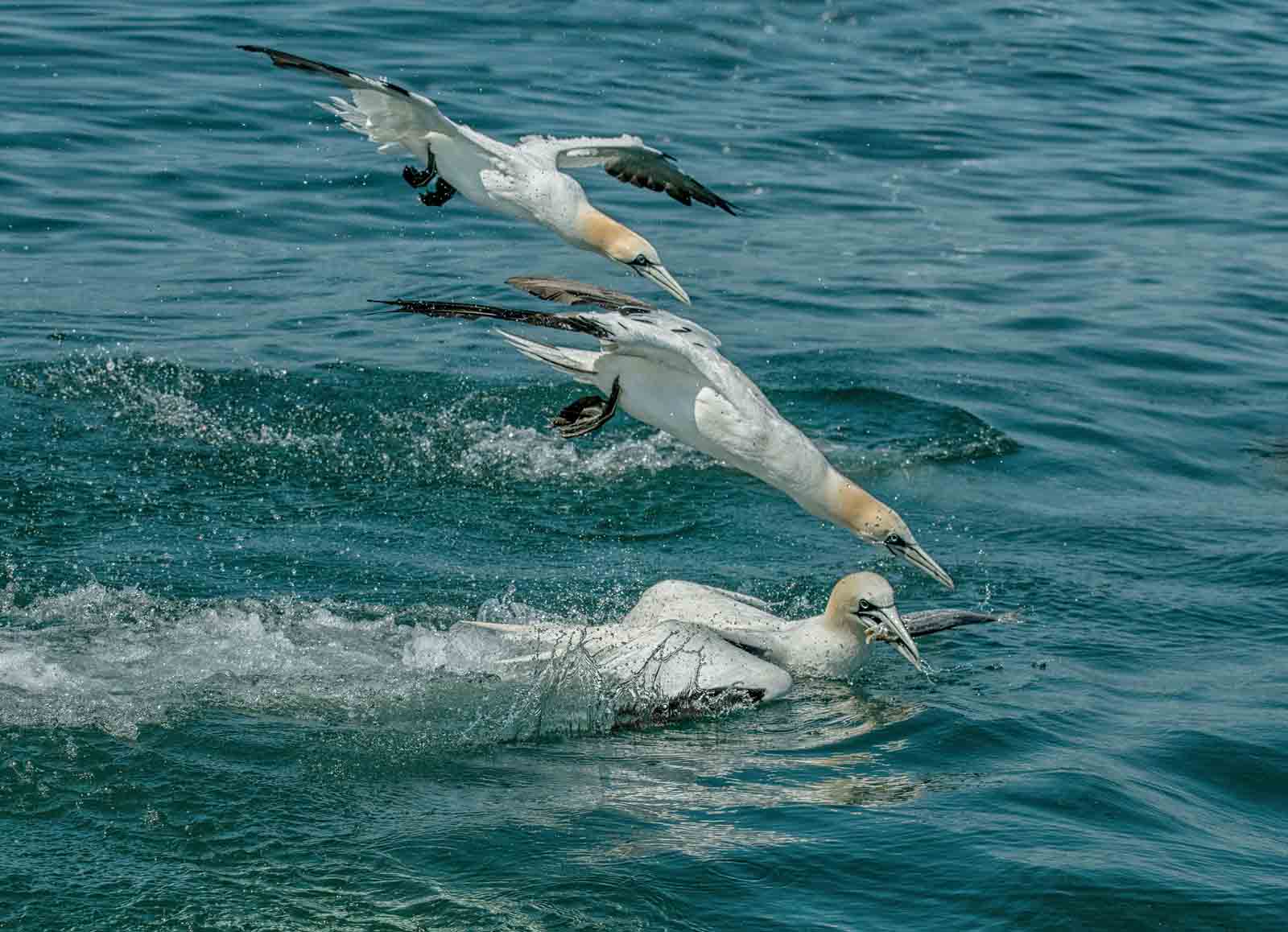 4. Diving Gannets.jpg